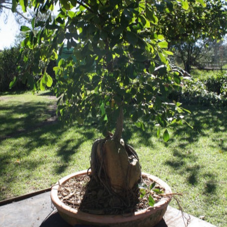 Comiphora harveyii