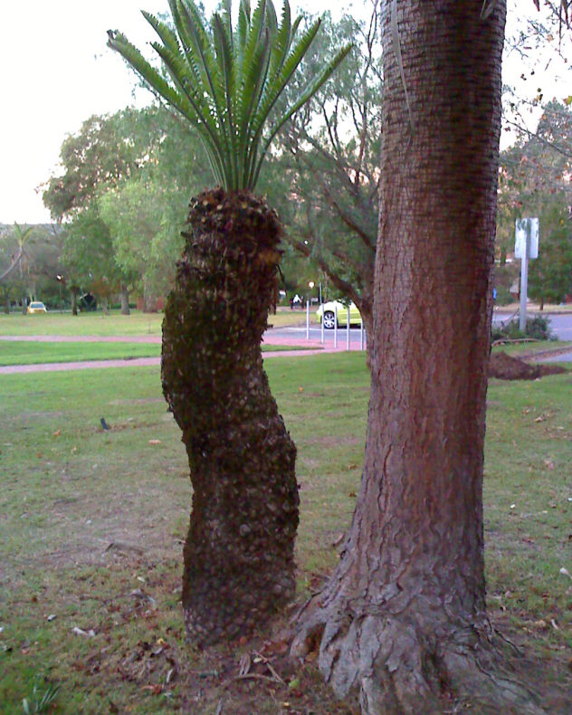 Cycad